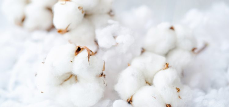 Czym jest czyściwo bawełniane?